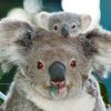 В Австралии сделают операцию расстрелянной коале