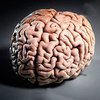 Обнаружена область мозга, отвечающая за человеческий эгоизм и альтруизм