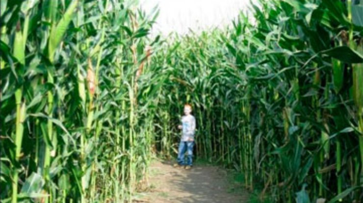 В США семья потерялась в кукурузном лабиринте