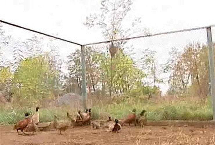 На Житомирщине открыли сезон охоты на фазанов