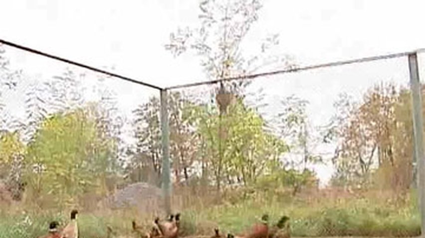 На Житомирщине открыли сезон охоты на фазанов