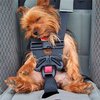 В Британии хотят сделать обязательными ремни для собак в машинах