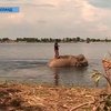 В Таиланде без еды и воды остались 15 слонов