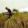 Китайцы вывели вид риса способный решить проблему голода на Земле