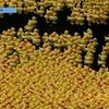 В Америке прошли гонки желтых резиновых уточек