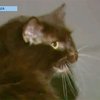В США кошка выжила после усыпления ‎и морозильной камеры