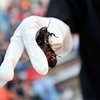 В США парк развлечений накормил посетителей тараканами
