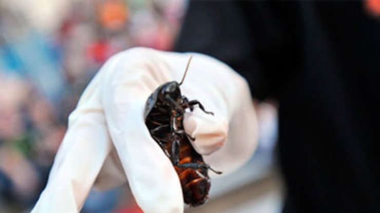 В США парк развлечений накормил посетителей тараканами