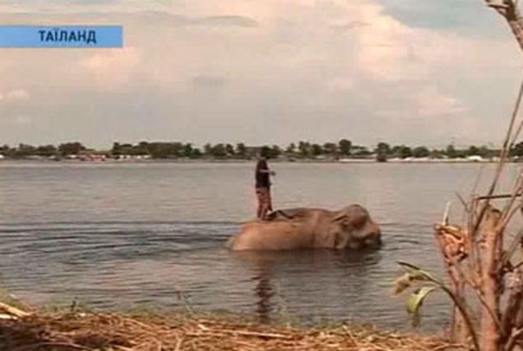 В Таиланде без еды и воды остались 15 слонов