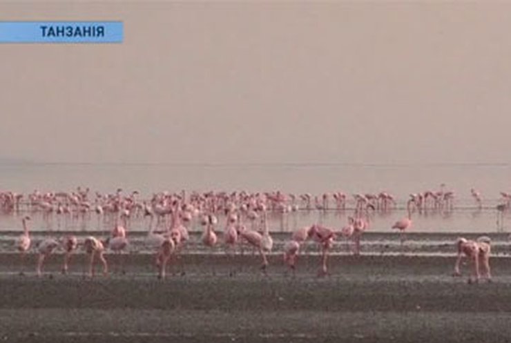 В Африке под угрозой исчезновения оказалась популяция фламинго