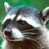 Немецкие поезда изменили расписание из-за застрявшего в рельсах енота