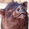 В хабаровскую гостиницу ворвался дикий кабан