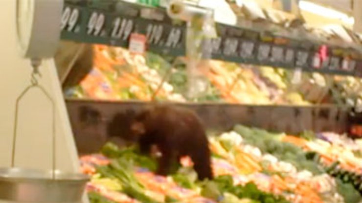 На Аляске медвежонок заблудился в овощном отделе супермаркета