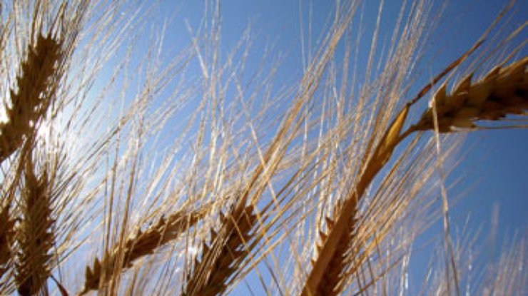 Кабмин придумал, как ограничить экспорт зерна без пошлин