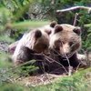 Словакия страдает от нашествия медведей
