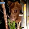 В преддверии спячки, медведи атакуют горные поселения ‎Словакии