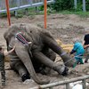 Животные в киевском зоопарке гибнут из-за Черновецкого - комиссия Киевсовета