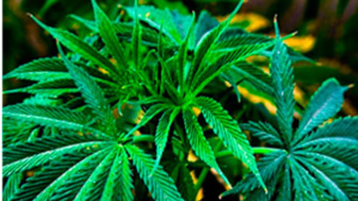 полив марихуаны в период цветения