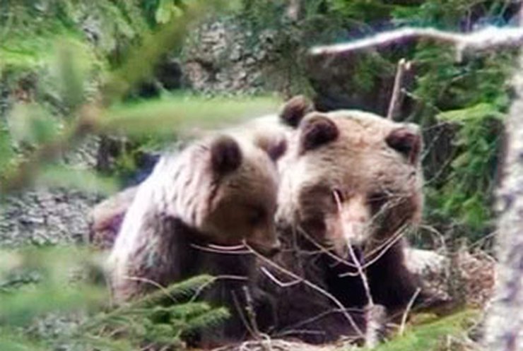 Словакия страдает от нашествия медведей