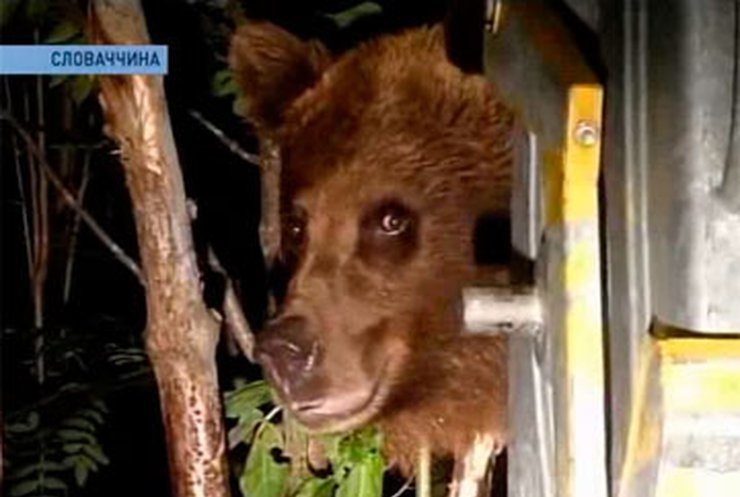 В преддверии спячки, медведи атакуют горные поселения ‎Словакии