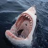 У берегов Австралии ловят акулу, убившую несколько человек