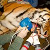 В зоопарке США тигра отправили к стоматологу