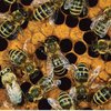 В США перевернулся грузовик с 25-миллионами пчел