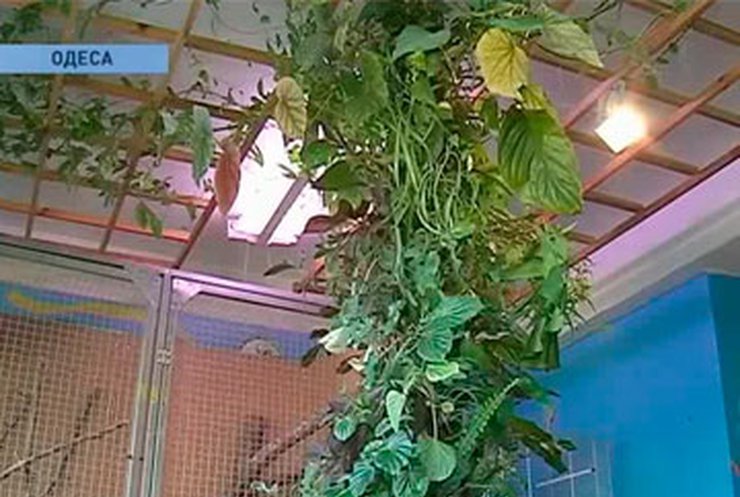 В Одессе освоили технологию выращивания вертикальных садов