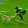 В Бразилии пришлось прервать футбольный матч из-за собаки на поле