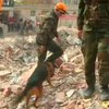 В Турции к поискам пострадавших от землетрясения подключили собак