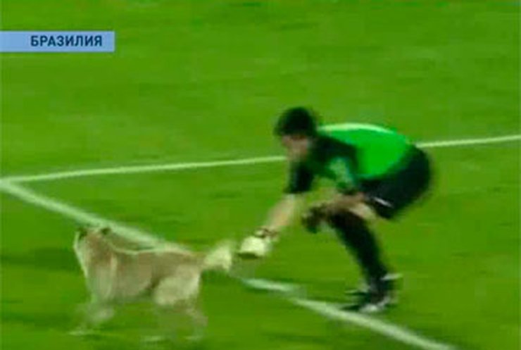 В Бразилии пришлось прервать футбольный матч из-за собаки на поле
