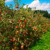 В США пенсионеры потерялись в яблоневом саду