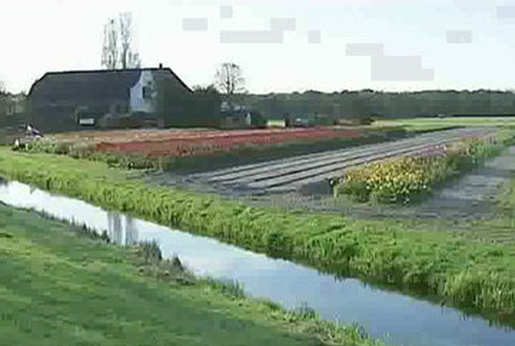 В Голландии стартовал сезон высадки тюльпанов