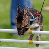 В Швейцарии провели чемпионат по бегу с препятствиями среди кроликов