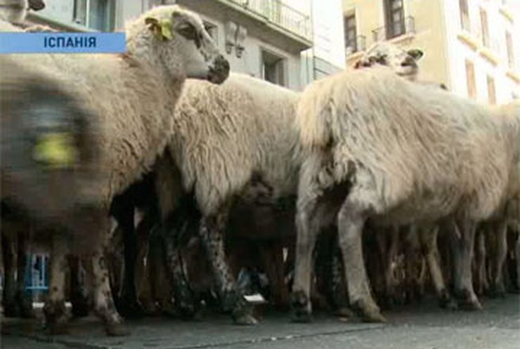 Мадрид заполонили овцы, коровы и кони