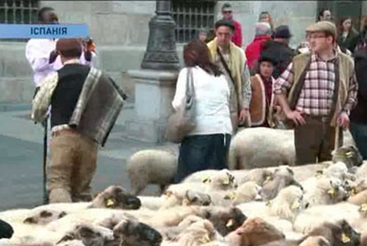Мадрид оккупировали тысячи овец