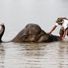 Слоны страдают от наводнений в Таиланде