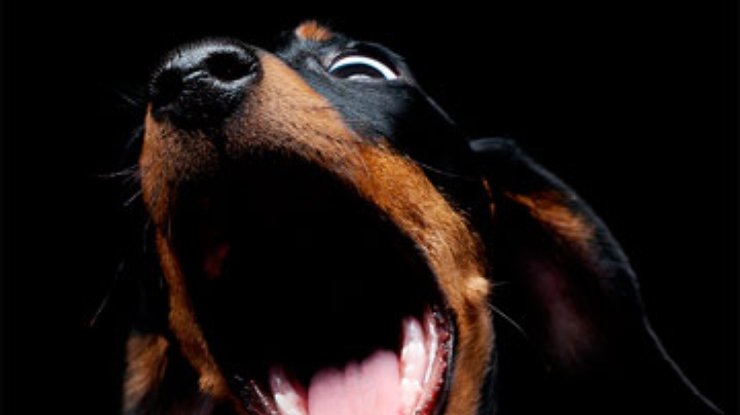 В США собакам запретили лаять дольше 10 минут