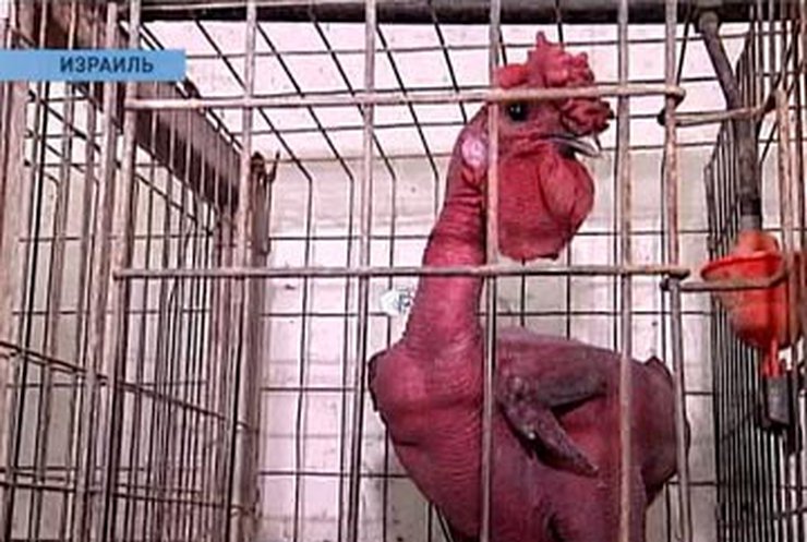 В Израиле вывели породу лысых кур