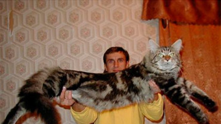 В России 12-килограммовый кот свалился на голову хозяину
