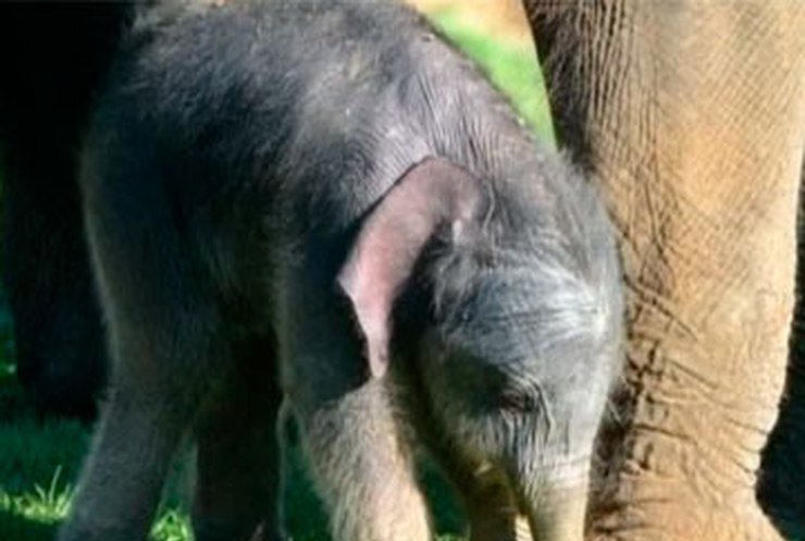 В зоопарке Бедфордшира родился слоненок