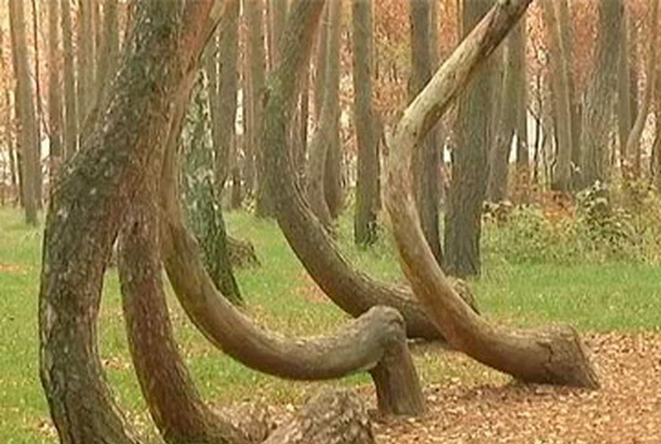 В Польше есть лес с кривыми соснами