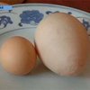 Китайская курица снесла огромное яйцо