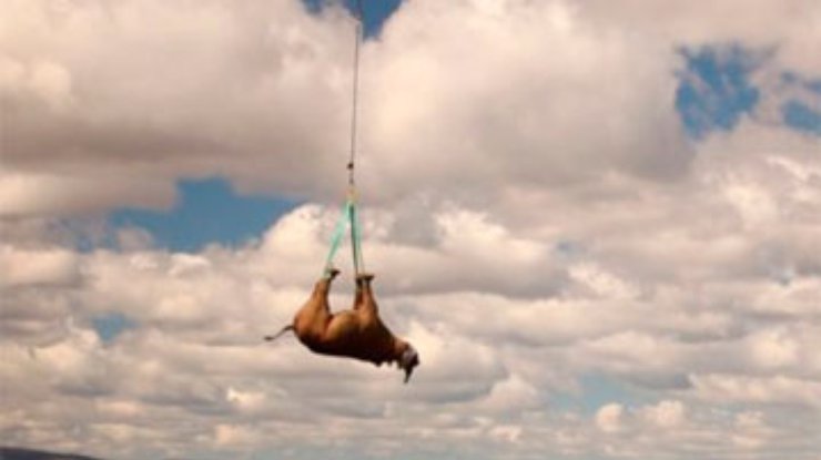 Ветеринары подвесили носорога вверх ногами, чтобы спасти от браконьеров