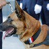 Полицейский пес получил медаль в награду
