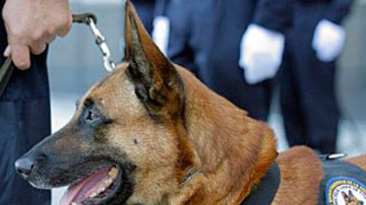 Полицейский пес получил медаль в награду