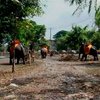 В Тайланде слонов привлекли к уборке улиц