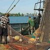 Под видом научных исследований в Украине уничтожаются запасы рыбы