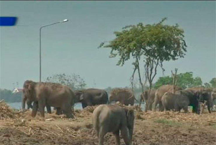 В Таиланде из национальных парков эвакуировали слонов