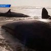 На берегу Тасмании остаются два кита, которые выбросились на берег